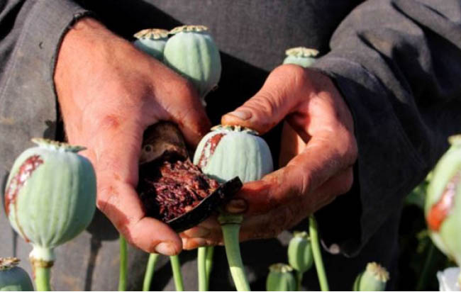 سازمان ملل: افغانستان و میانمار از کشورهای عمدۀ تولید کننده تریاک در جهان اند